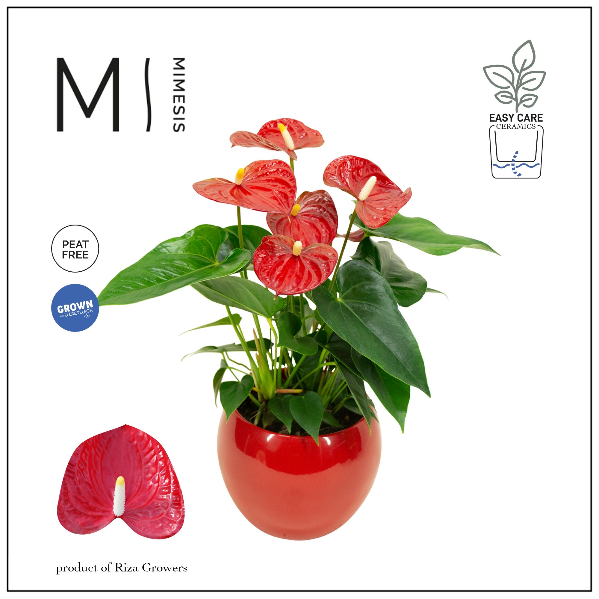 Mimesis Anthurium KARMA Red - Lisa Red, D 12