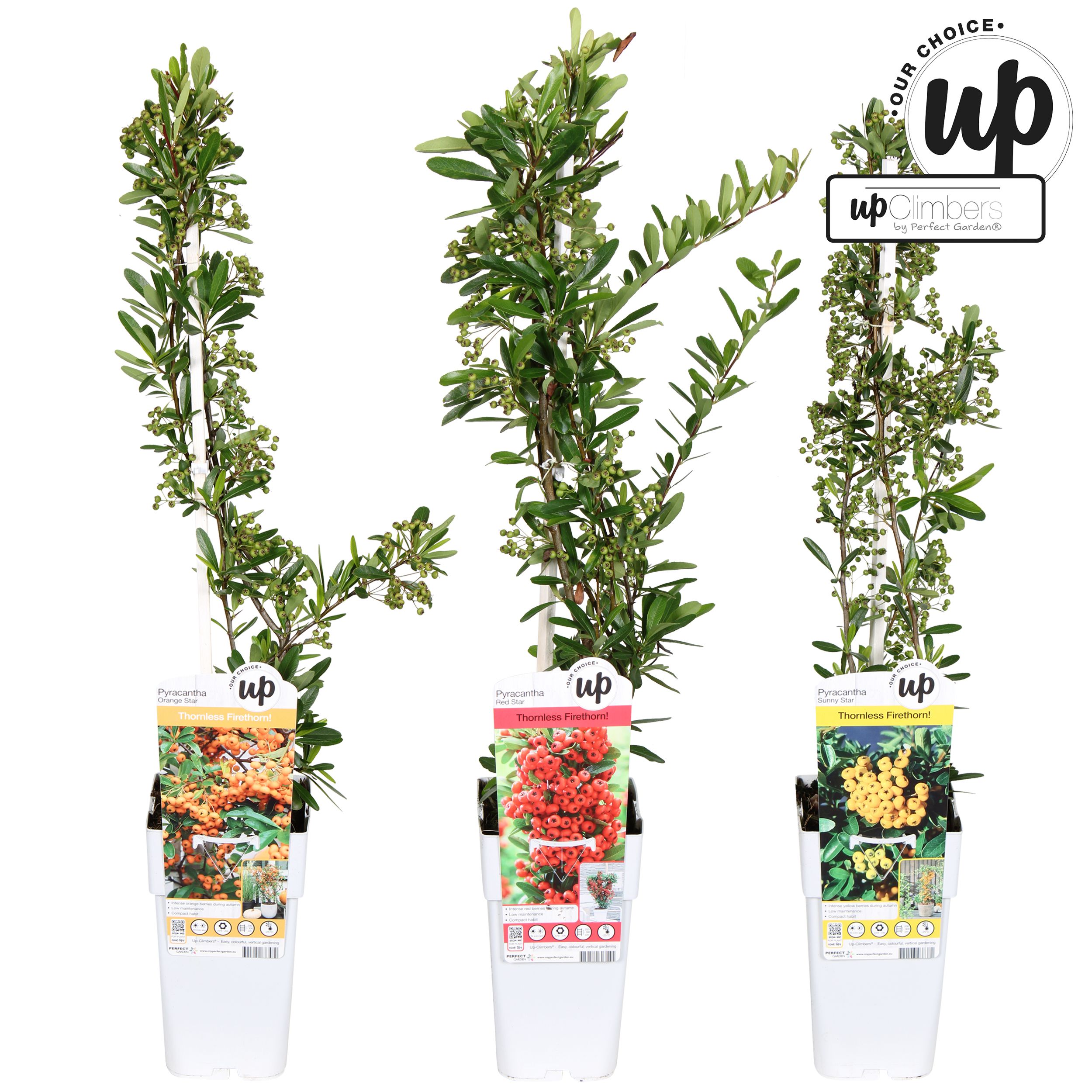 Pyracantha Our Choice mix laag P15, D 15