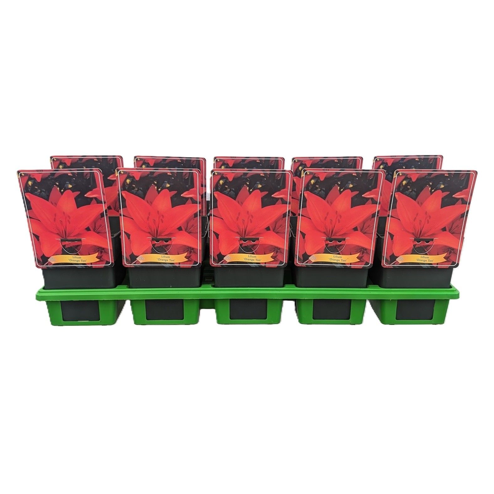 Lilium 'Orange Ton' P11, D 11