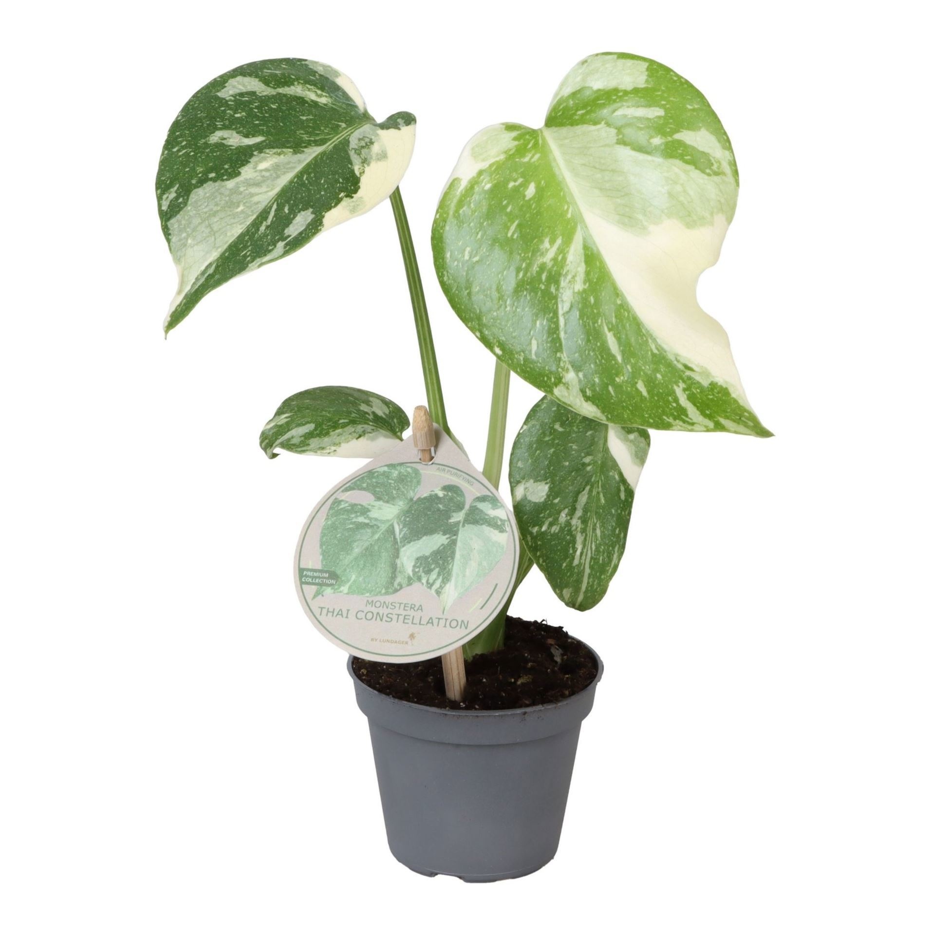 Monstera Thai Constellation W. Label 6 cm, D 6