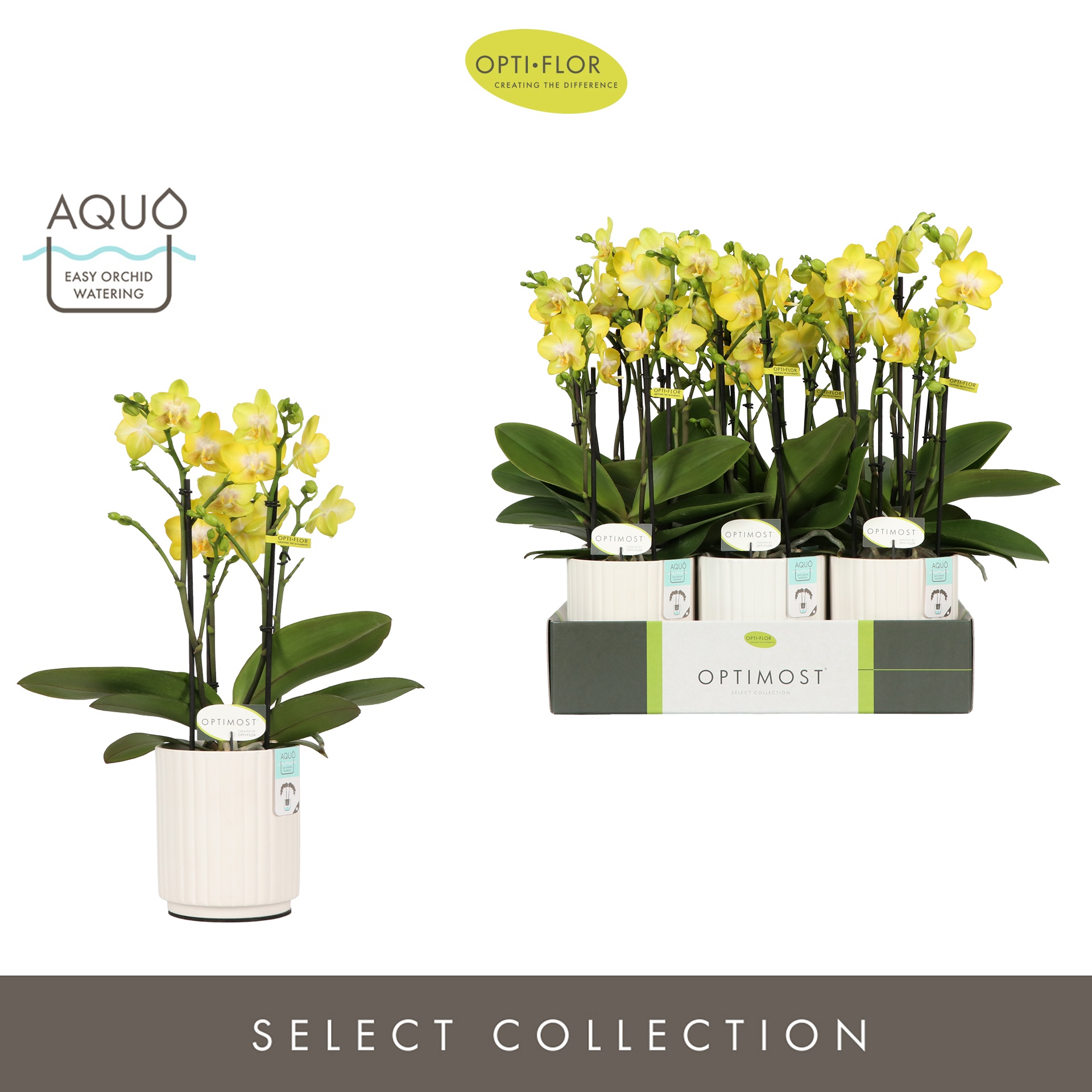 Optimost Arezzo 4 spike in Molise White Aquo, D 12 cm