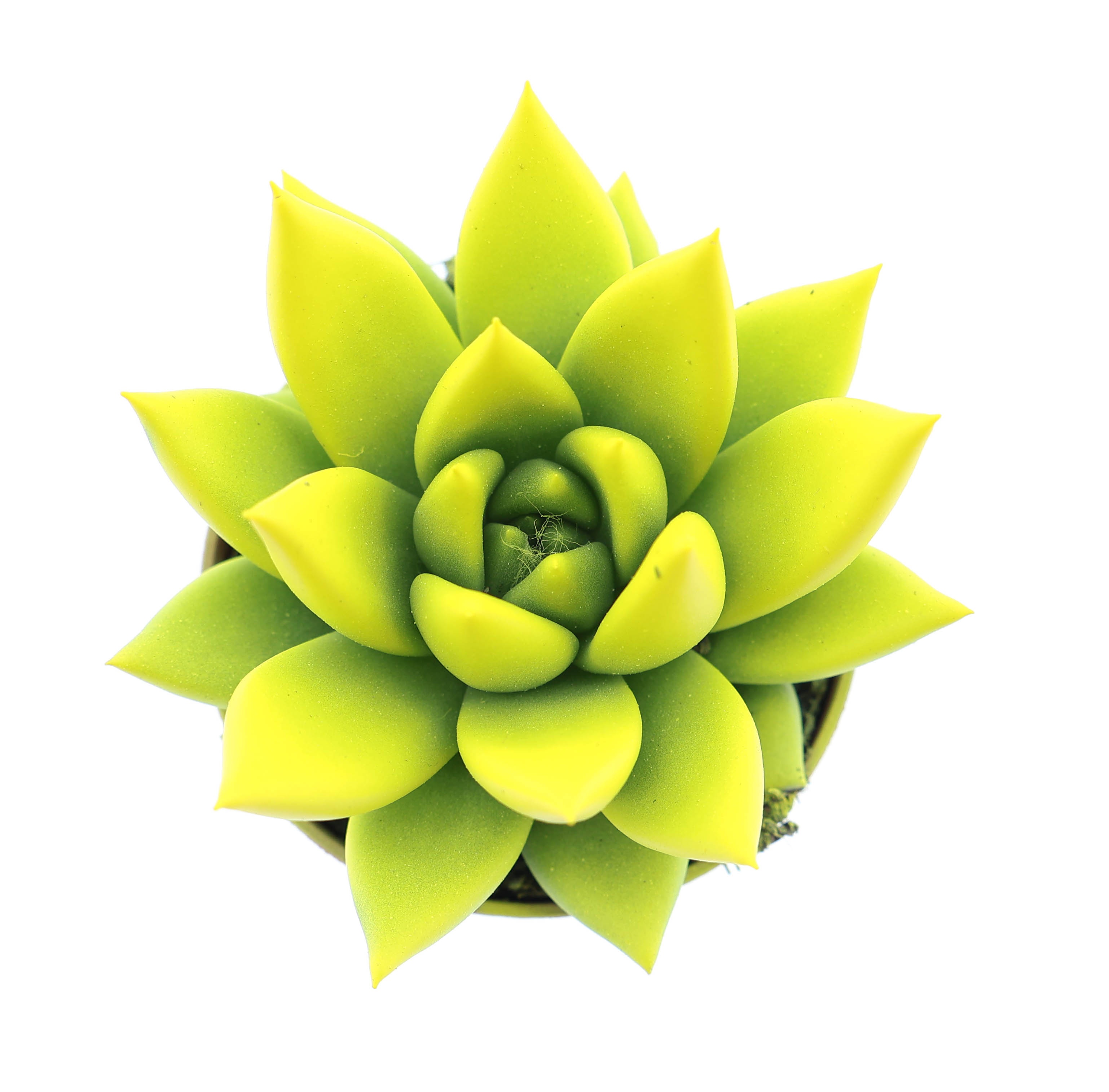 Rainbow yellow, D 5,5