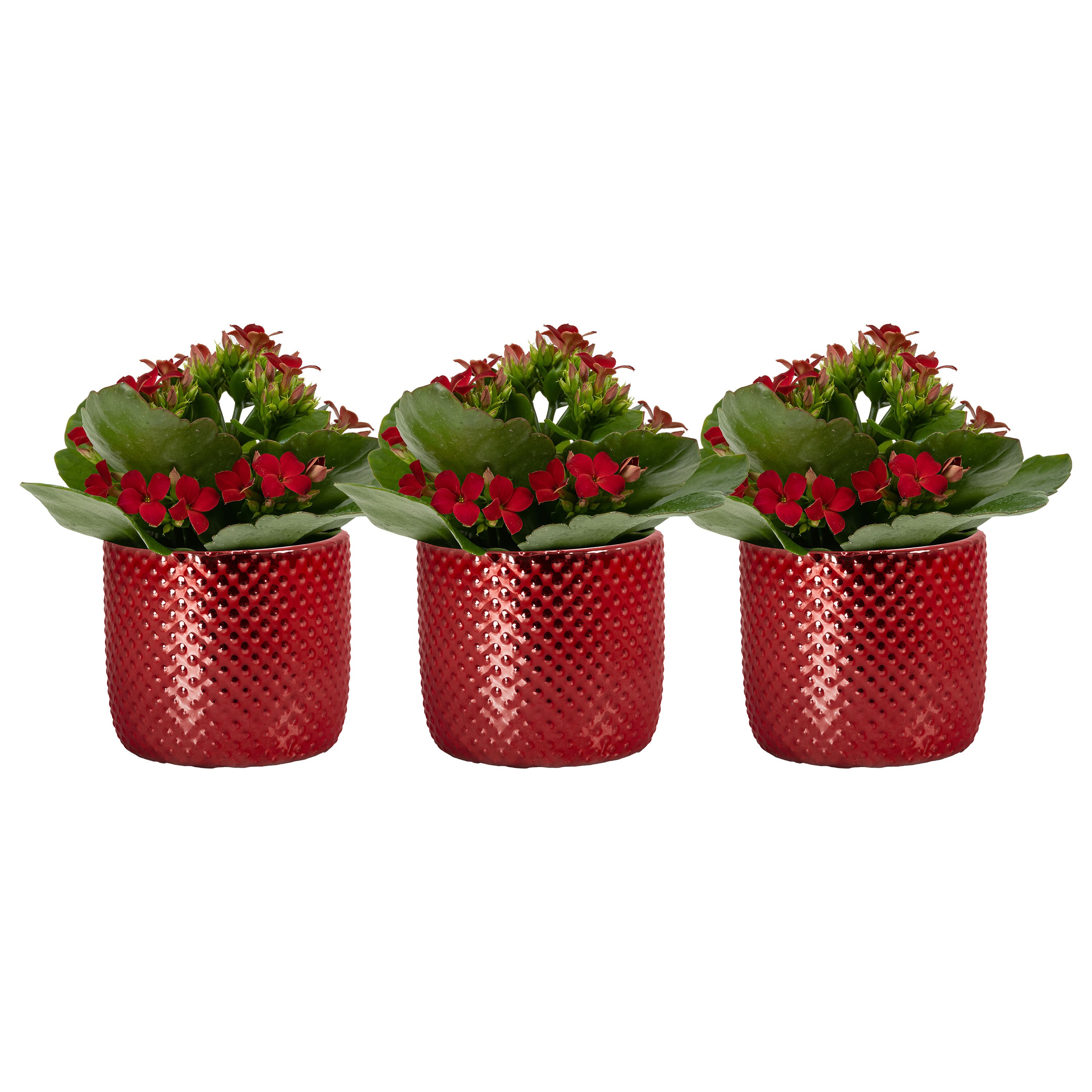 Darwin elec. Red with Kalanchoe, D 6