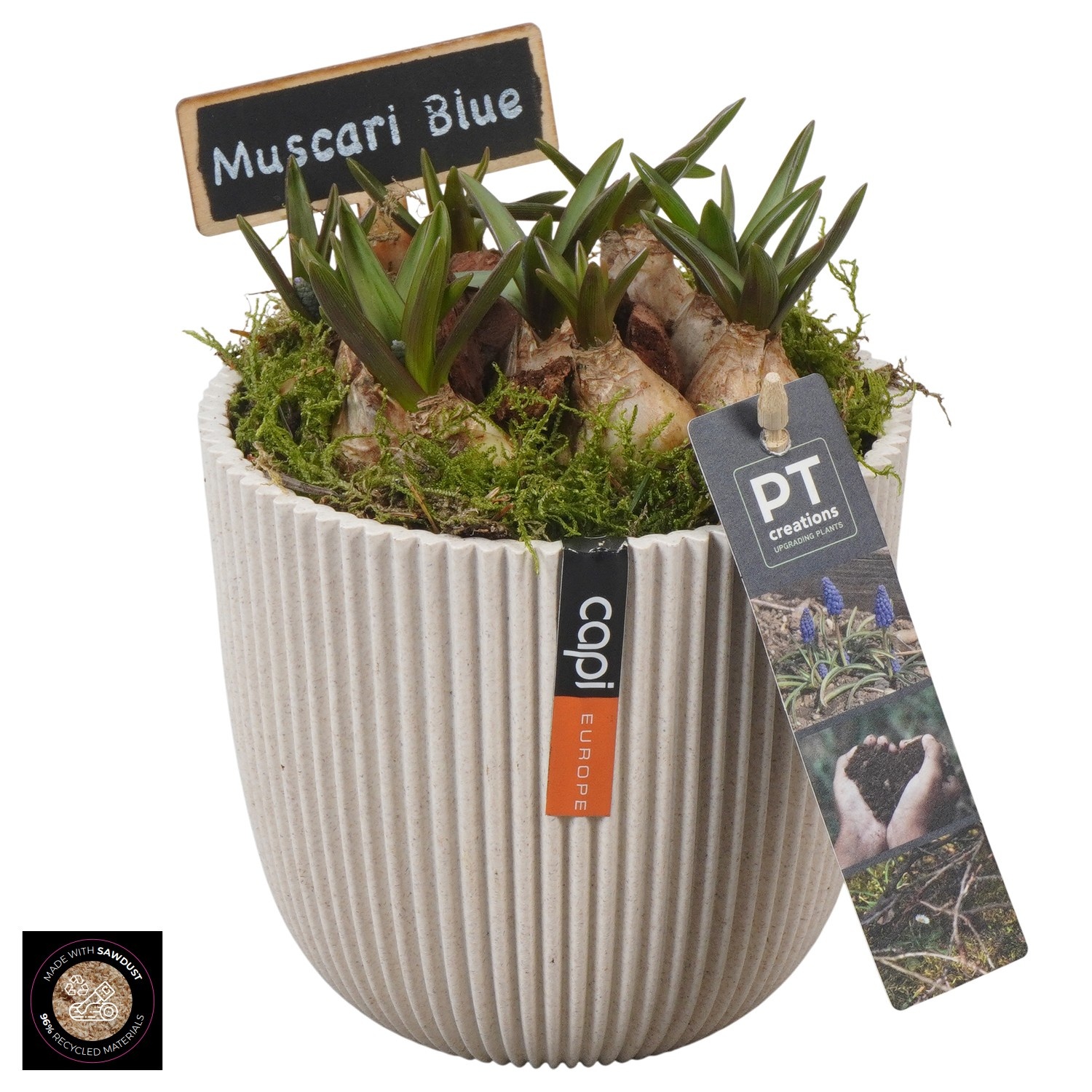 PTMB6301 Arrangement Muscari Blue in Capi pot, D 13