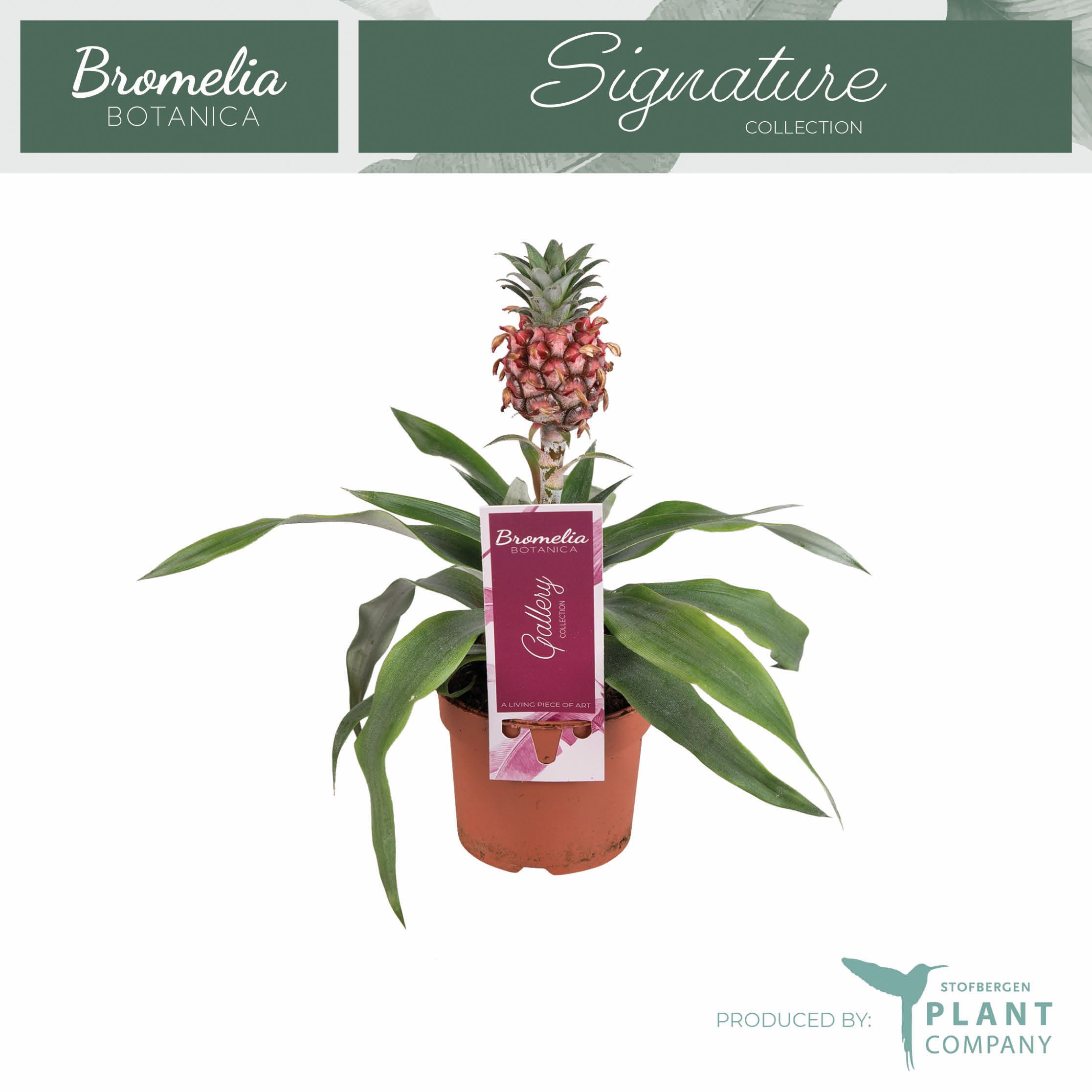 Ananas Rosita 9 cm pot, D 9