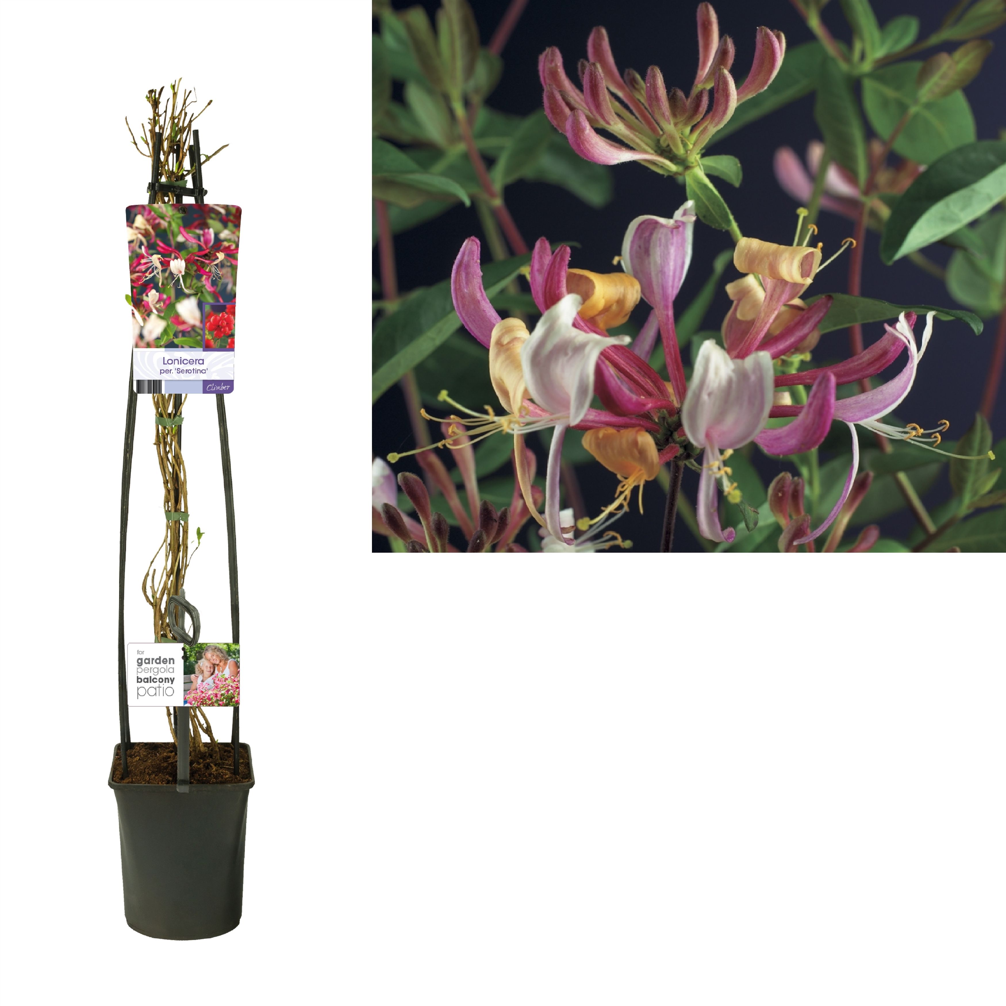 Lonicera per. 'Serotina' +light label, D 23