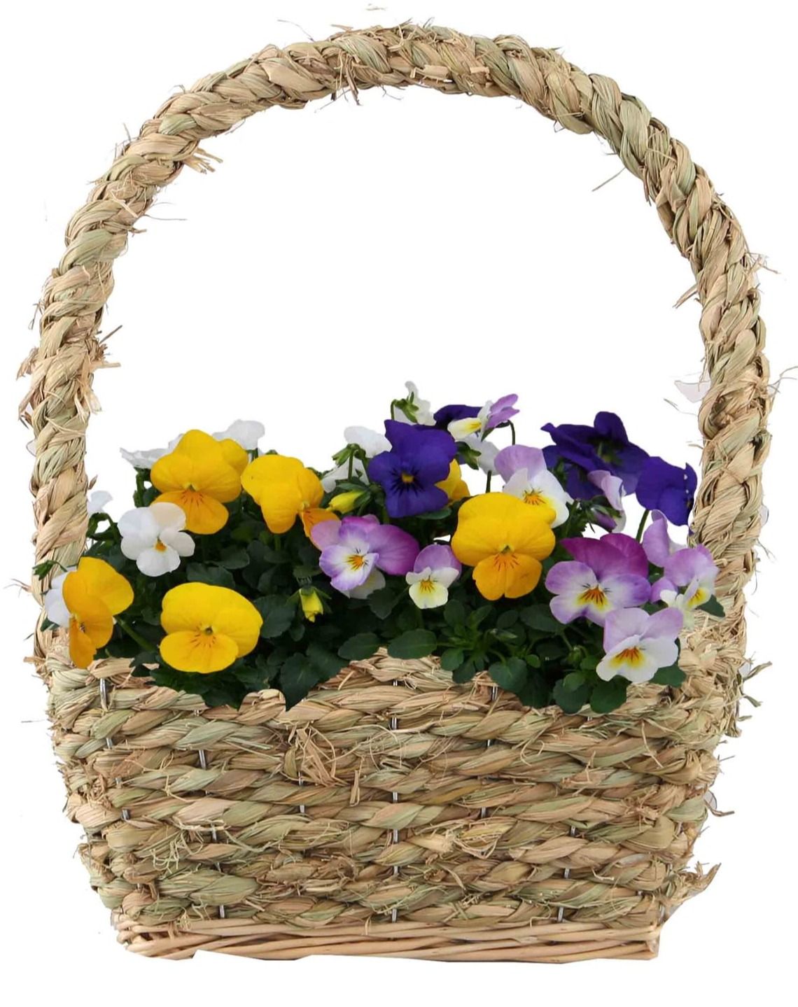 V662-9001 Viola hengselmand zeegras S, D 22