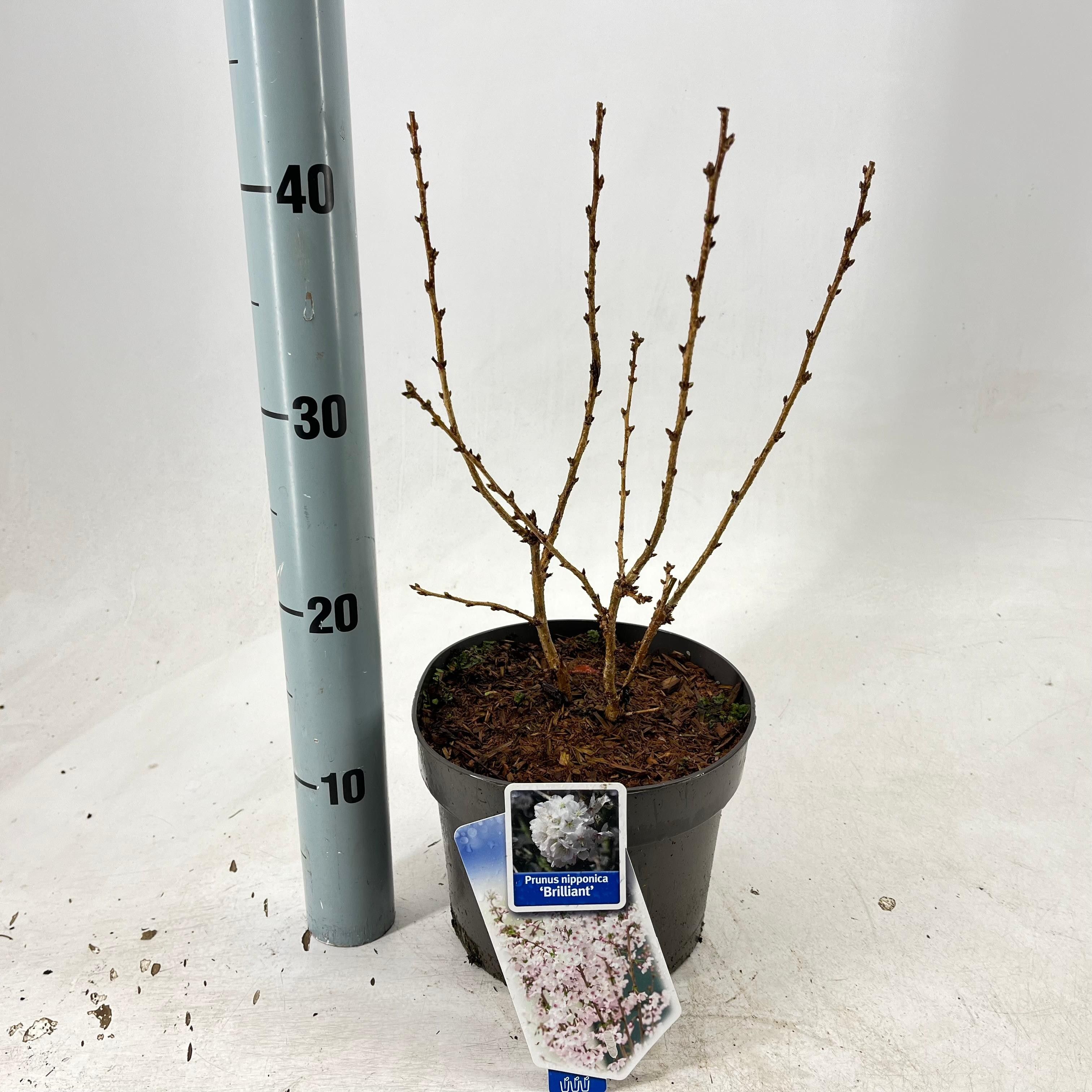 Prunus nipponica 'Brillant', D 19