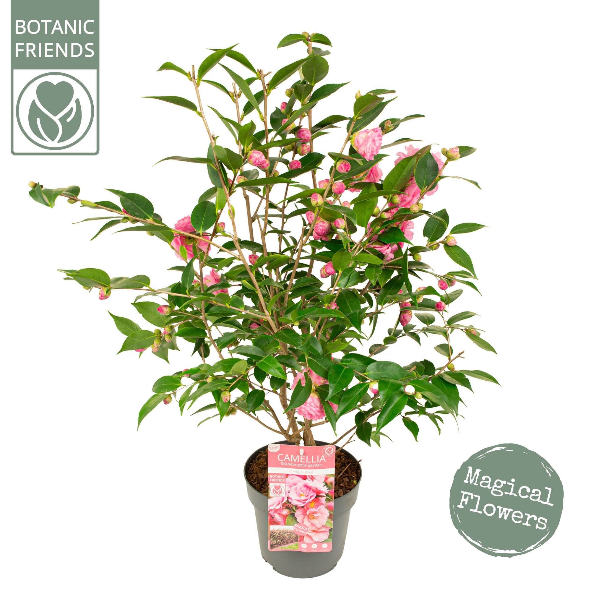 Camellia jap. 'Spring Festival' Premium, D 19