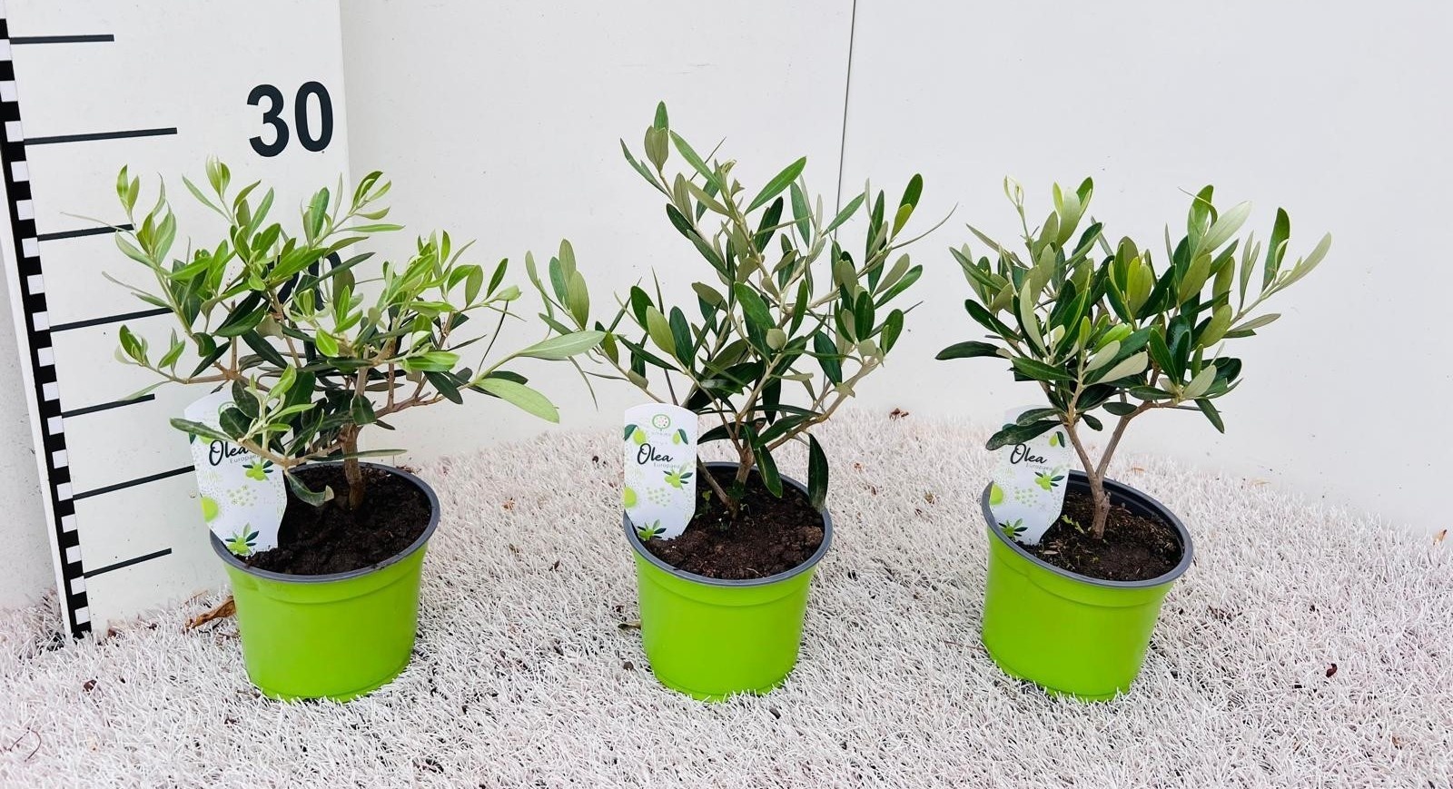 Olea europaea mini-stem, D 12