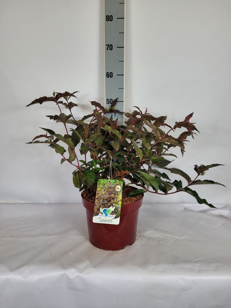 Diervilla splendens 'Diva' EU-S C5 40-60, D 23