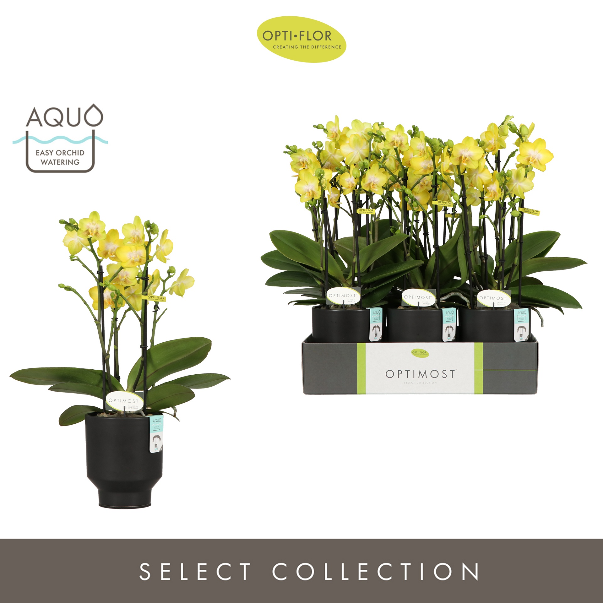 Optimost Arezzo 4 spike in Emilia Dark Brown Aquo, D 12 cm