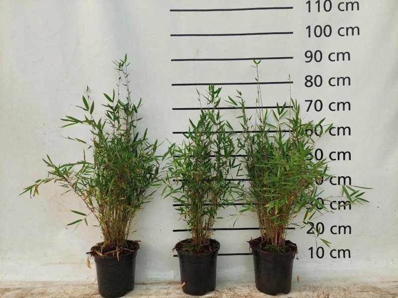 Fargesia Deep Purple, D 17