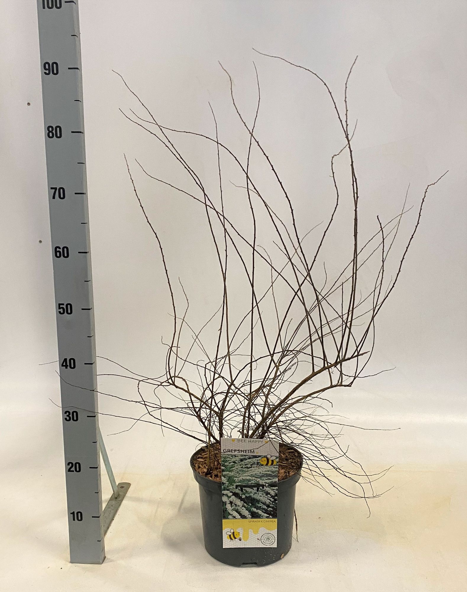 Spiraea cinerea 'Grefsheim', D 23