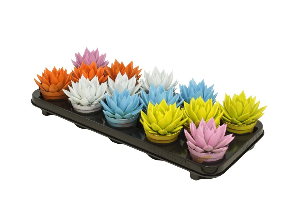 Miranda coloured summer mix, D 8,5