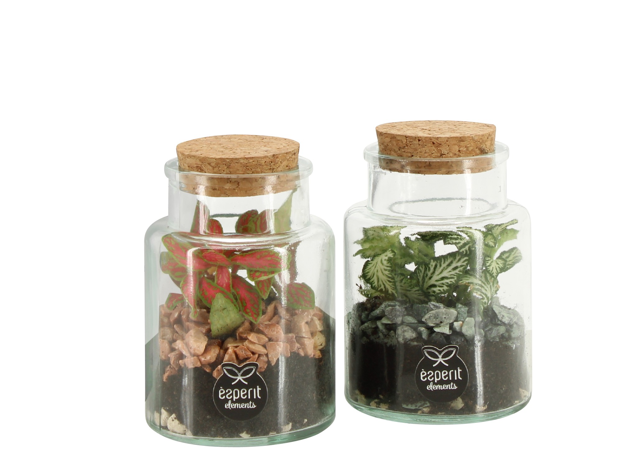 90834: Terrarium arrangement, D 7