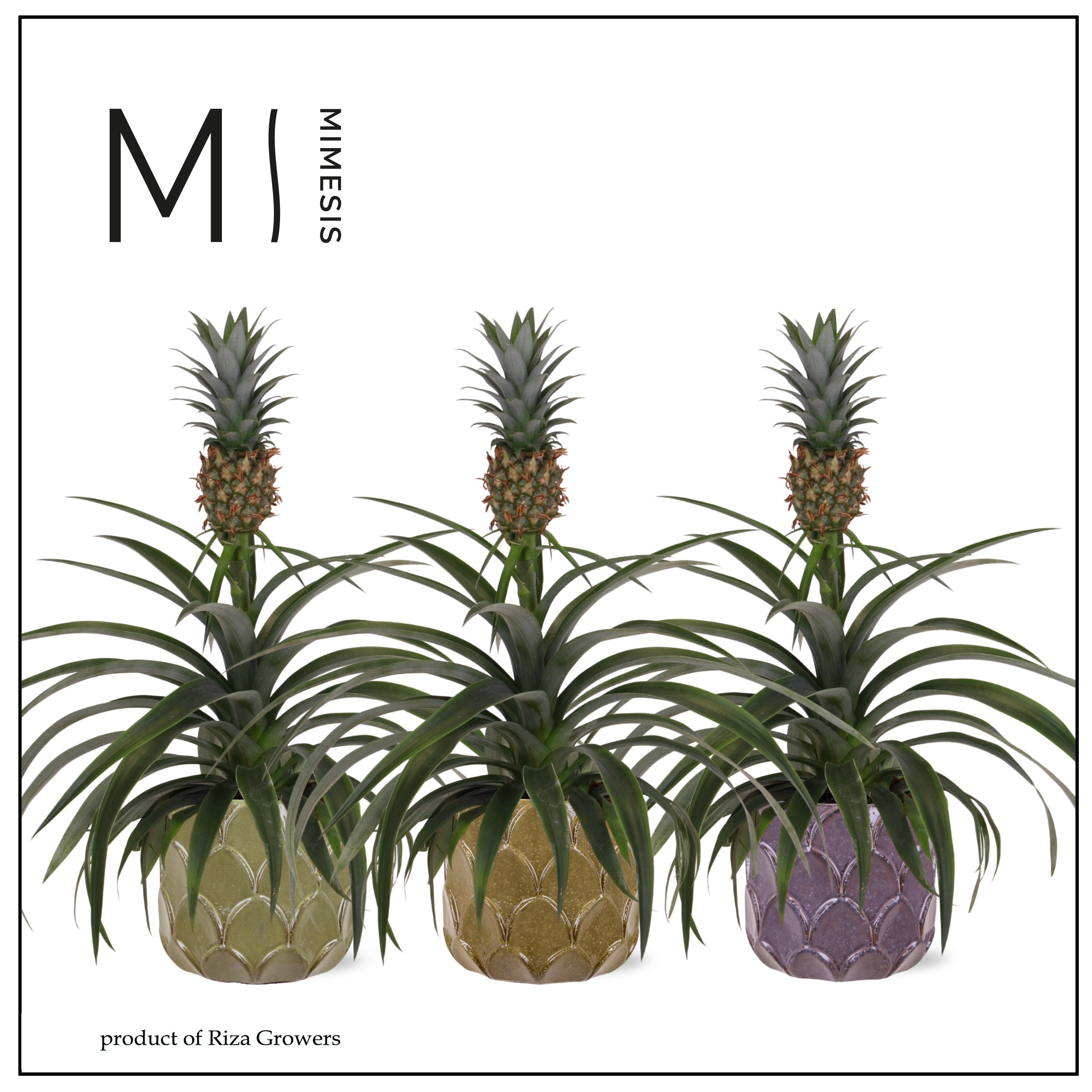 Ananas Mi Amigo - 12cm in Rica | Mimesis, D 12