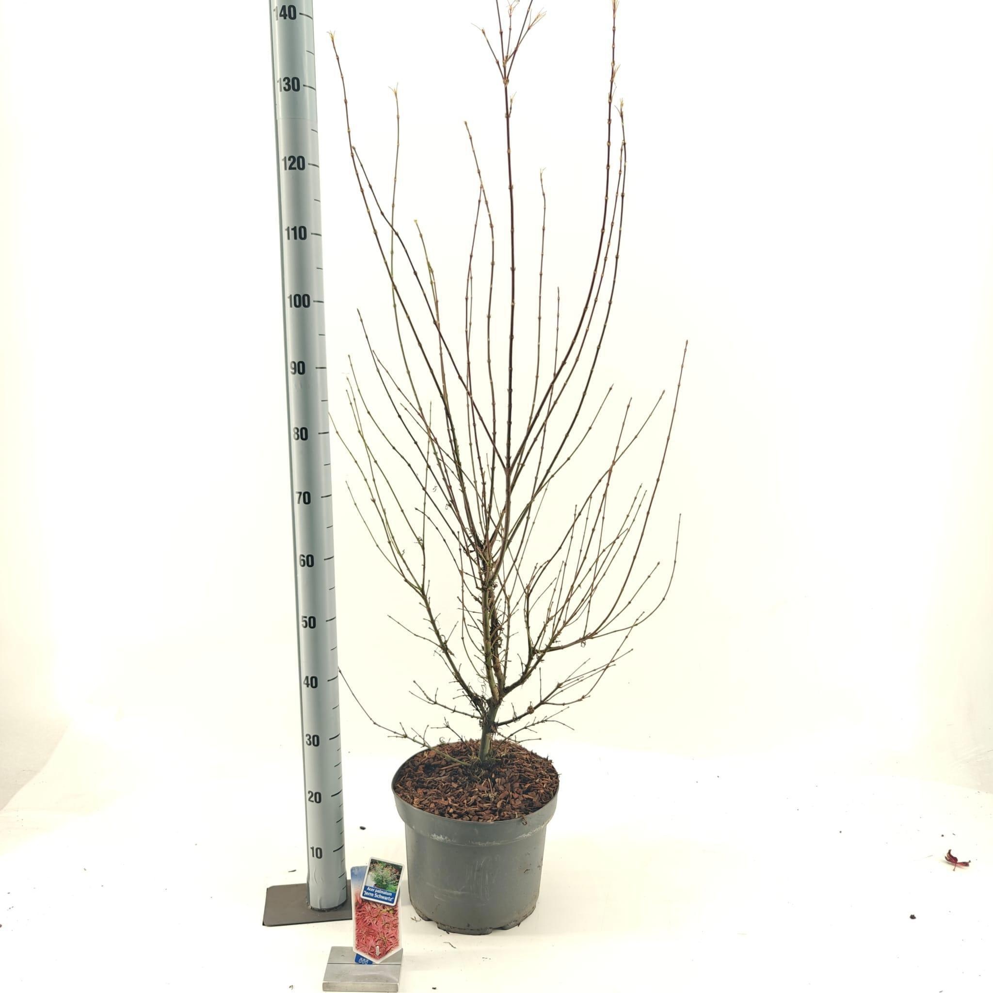 Acer pal. 'Jerre Schwartz', D 29