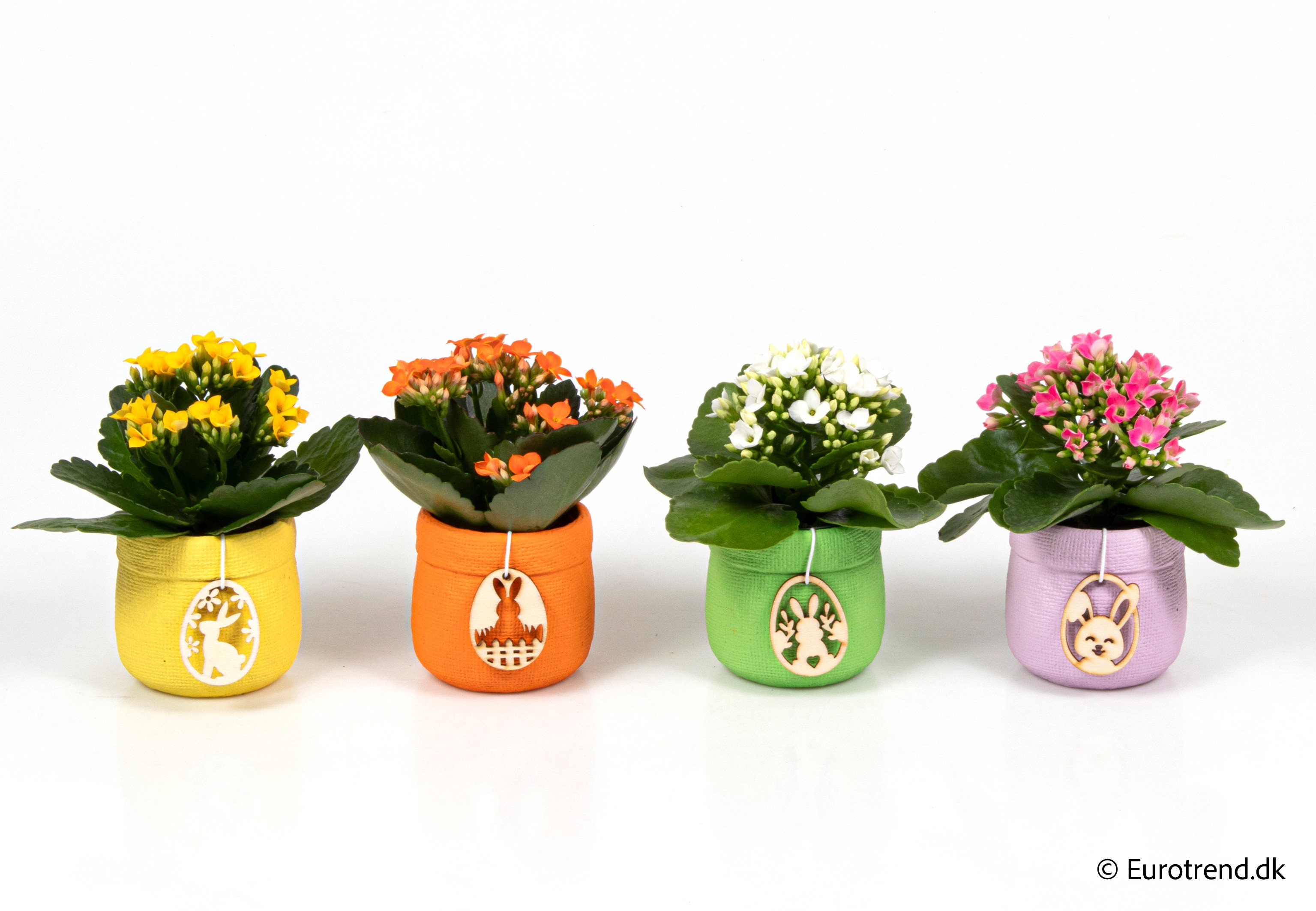 Kalanchoe in Easter ceramic 2026, D 6