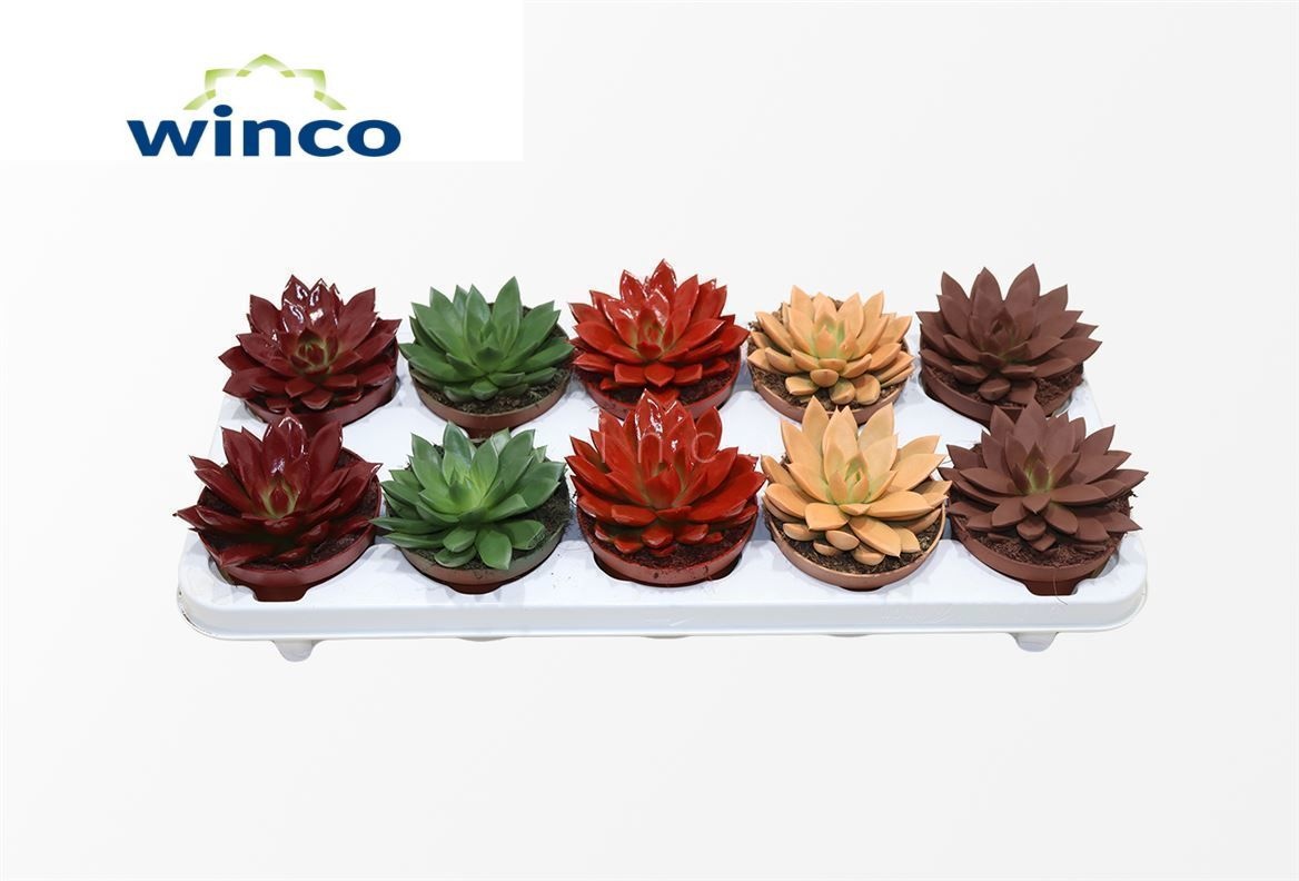 Echeveria Paint Red, D 10,5