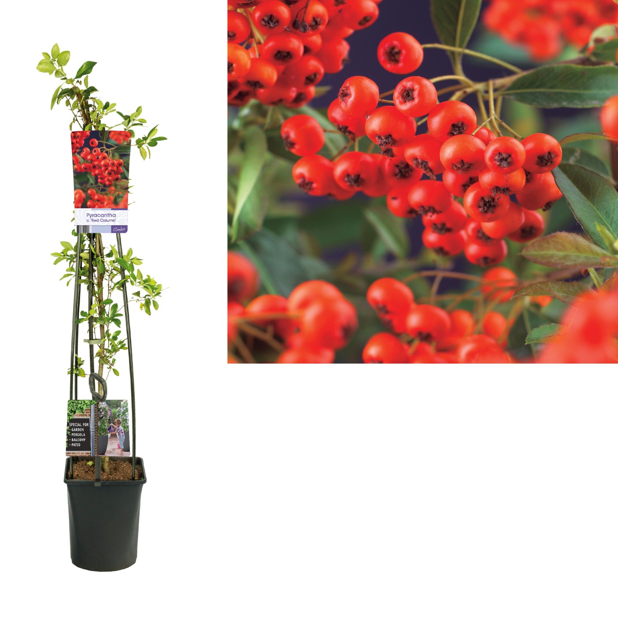 Pyracantha c. 'Red Column' +light label, D 23