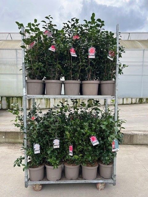 704 LDW : C10 pot 30 cm CAMELLIA mix kleuren per kar, D 30
