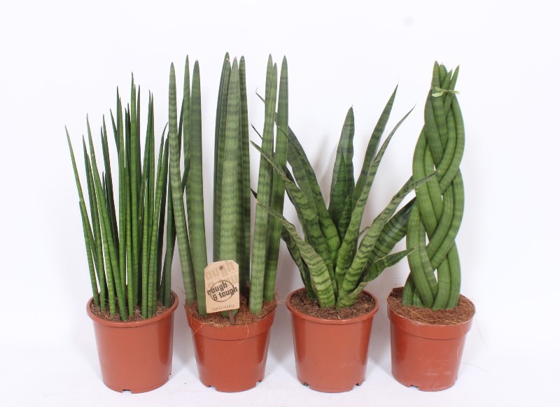 Sansevieria Luxe mix, D 17