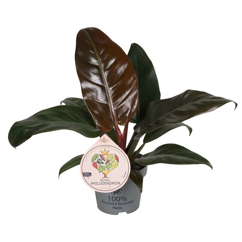 PHILODENDRON ERUBESCENS 'IMPERIAL RED', D 12