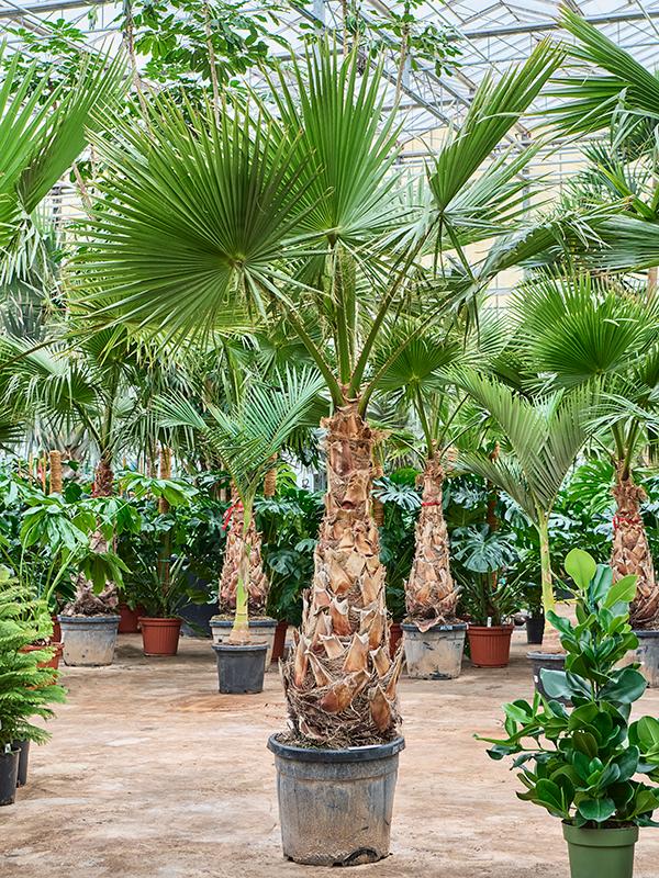 Washingtonia robusta (275-325cm), D 60