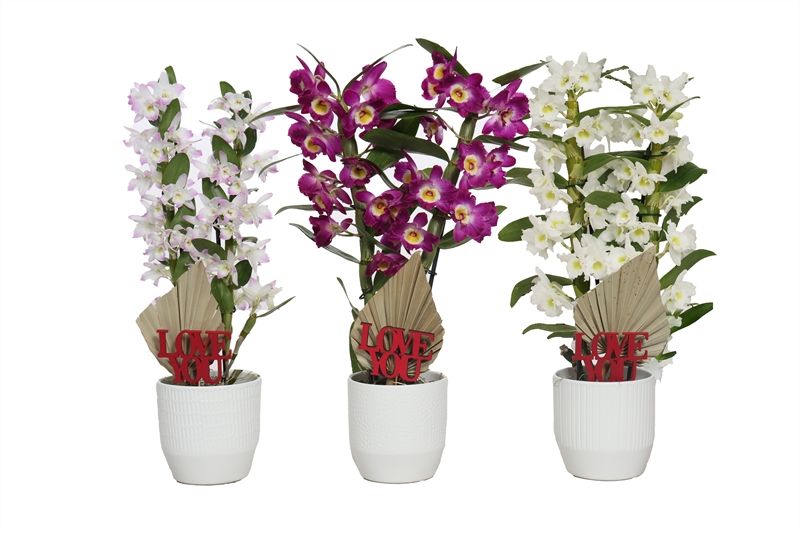 Tirza p12 vanille mix Dendr Nobile mix 2T14+tros regular, D 12