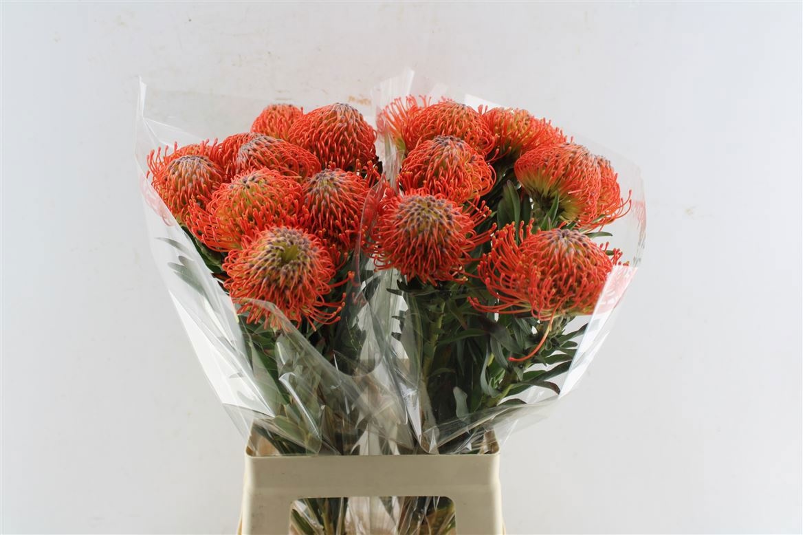 Нутанс Саксешн 60 (красн.), шт.