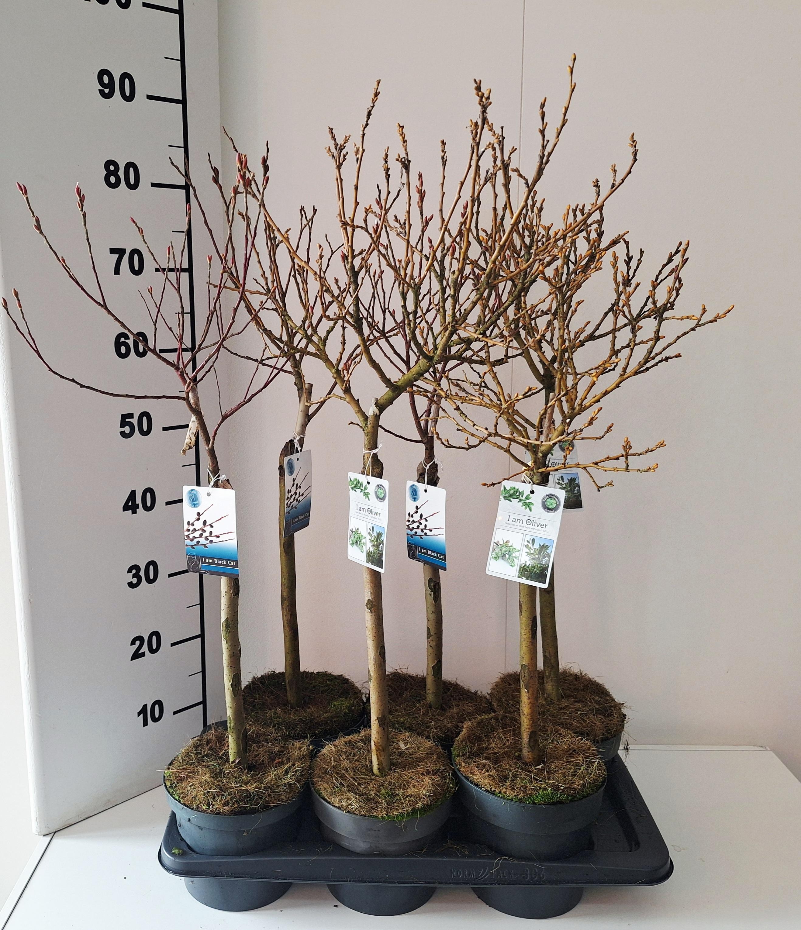 Salix mix Helvetica/Kurome stam 40, D 17