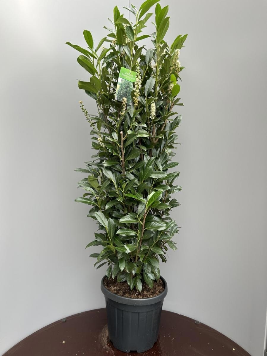 Prunus l. Elly, D 39