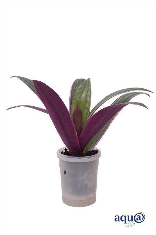 Tradescantia p06 spathacea Rhoe pinky Aqu@, D 6