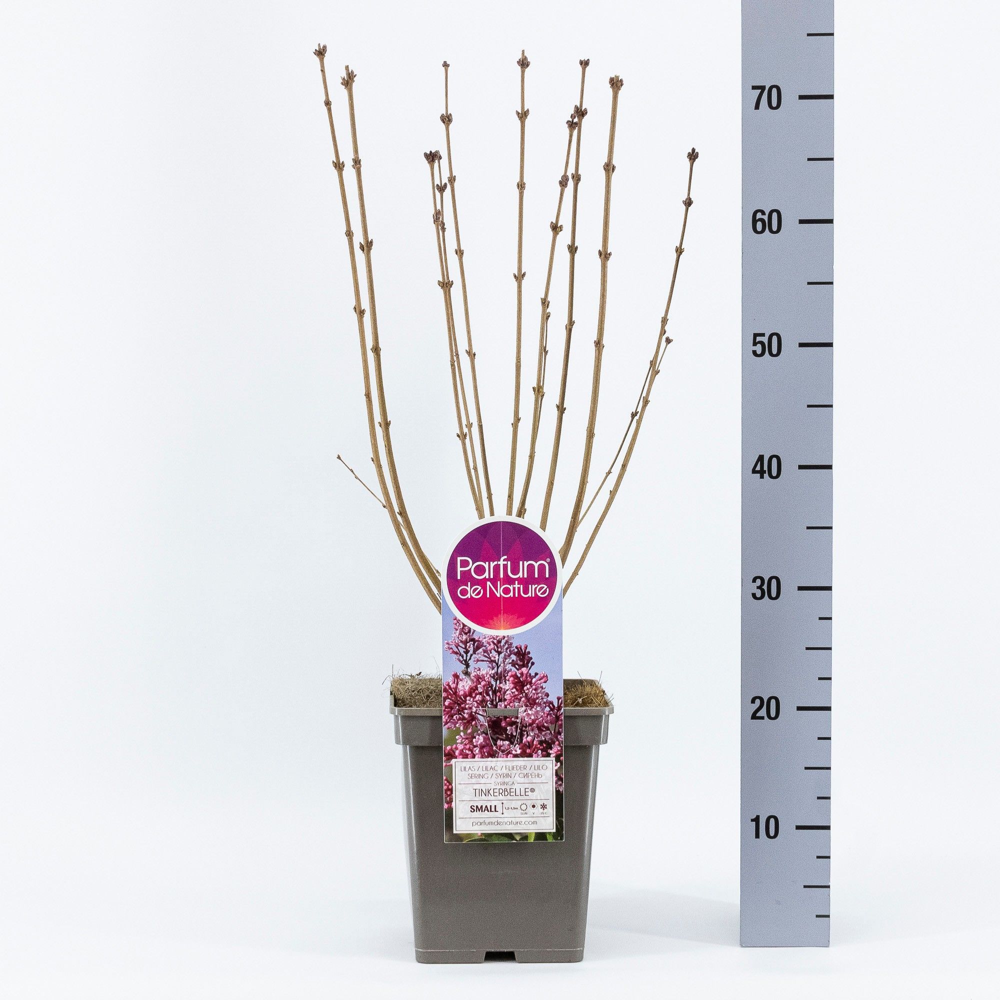 Syringa Tinkerbelle ®, C5, D 23