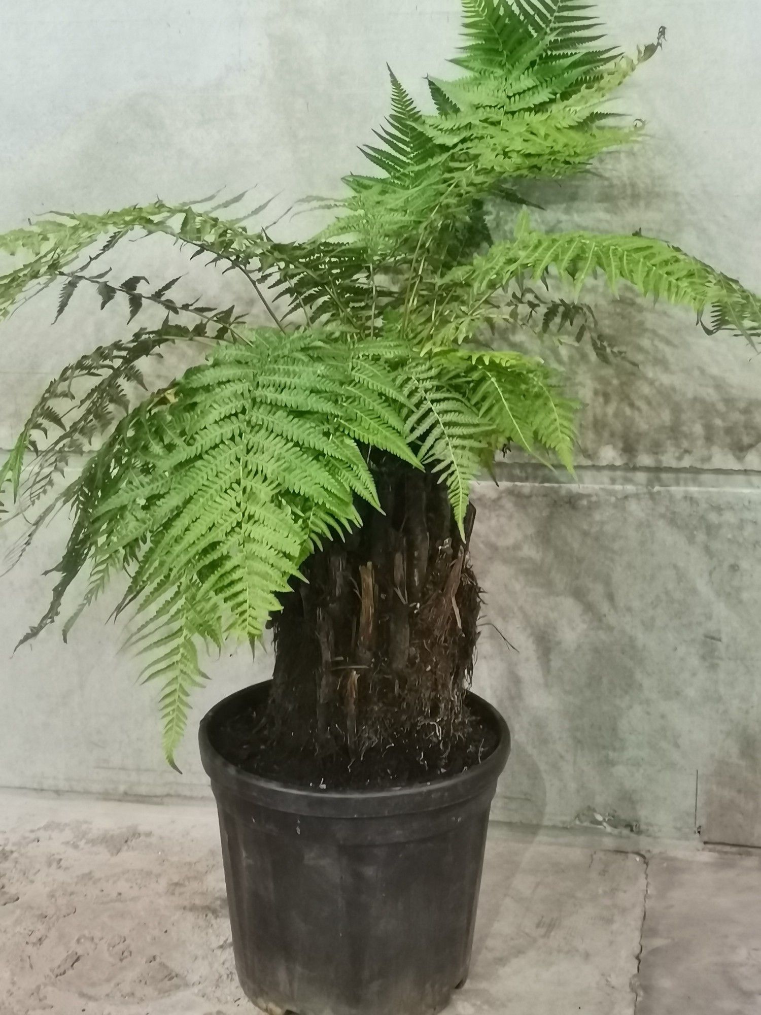 dicksonia antartica, D 30