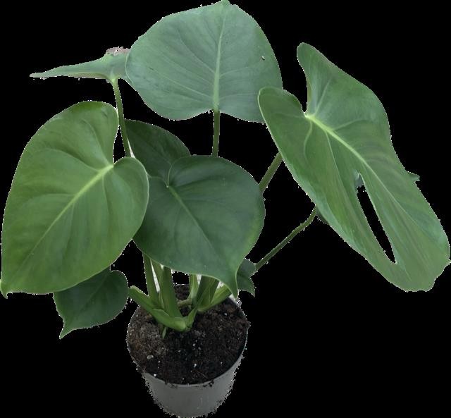 MONSTERA DELICIOSA, D 12