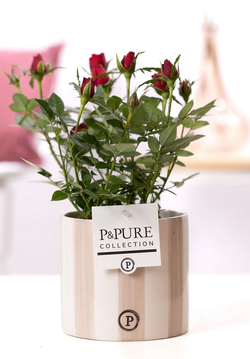 Rosa red in P&PURE Eline2 ceramics grey, D 12