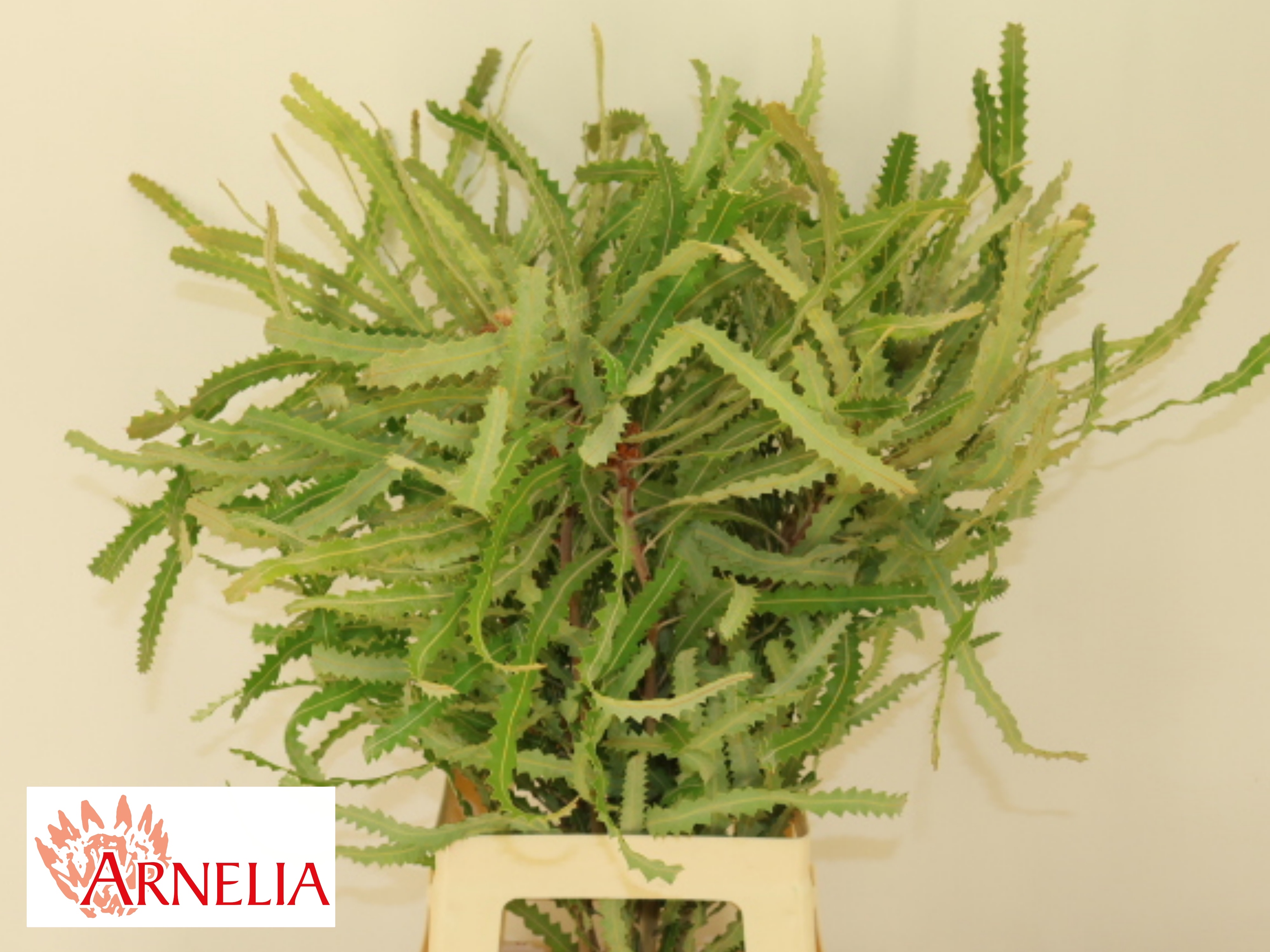 Банксия Прионотес 70, шт.