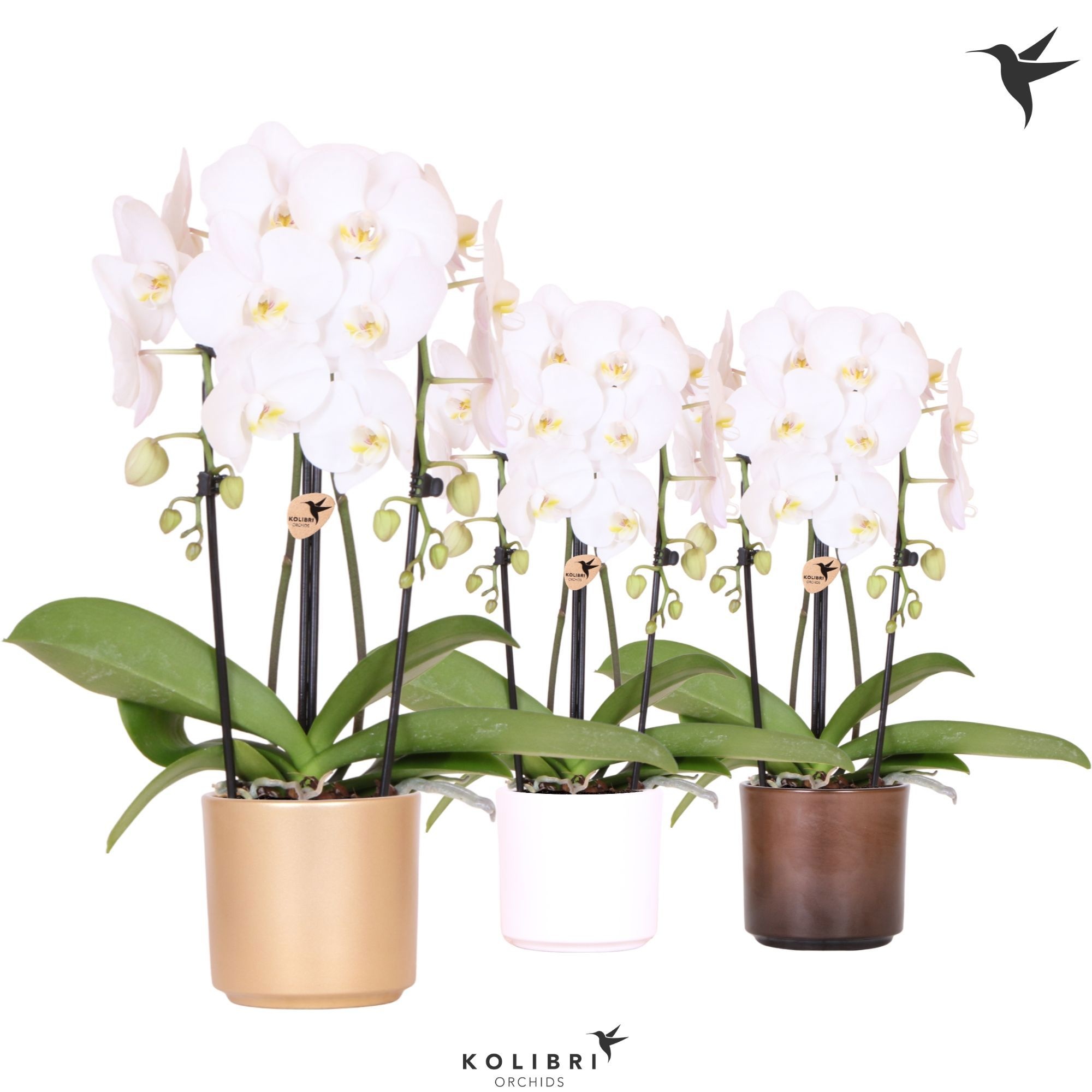 Kolibri Orchids Cascade Niagara Fall white 2 spike in Simplicity pot gold mix, D 12