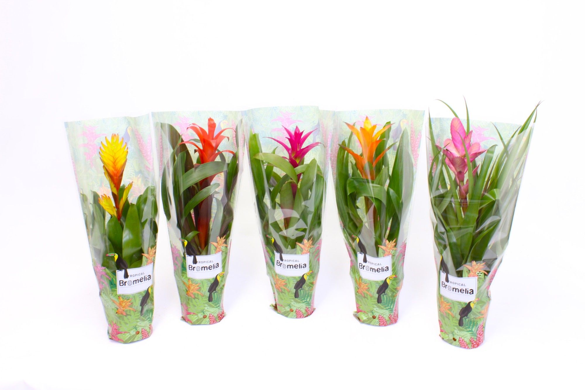 Bromelia tropical Sleeve 12cm, D 12