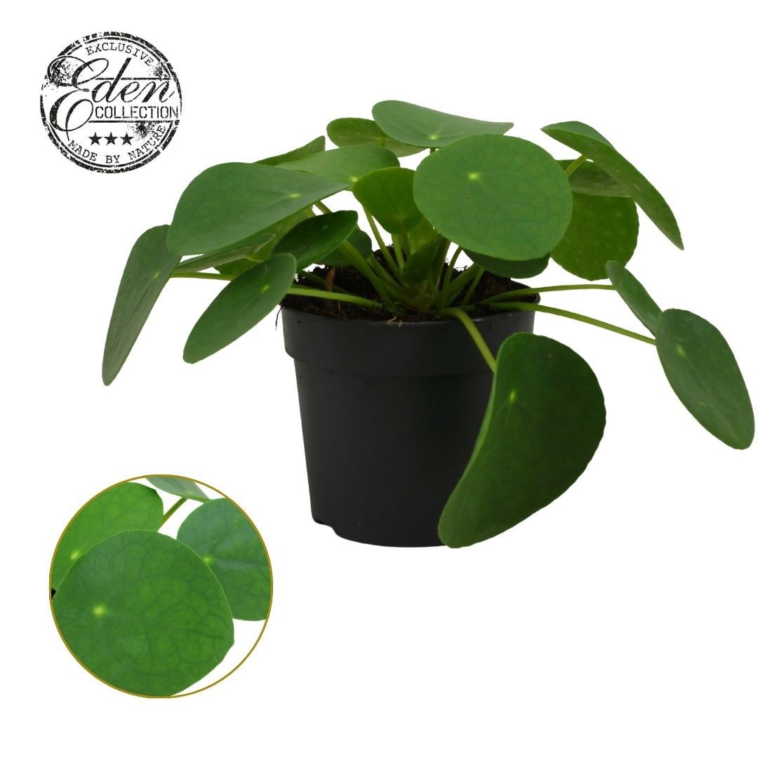 Pilea Peperomioides 10,5cm, D 10,5