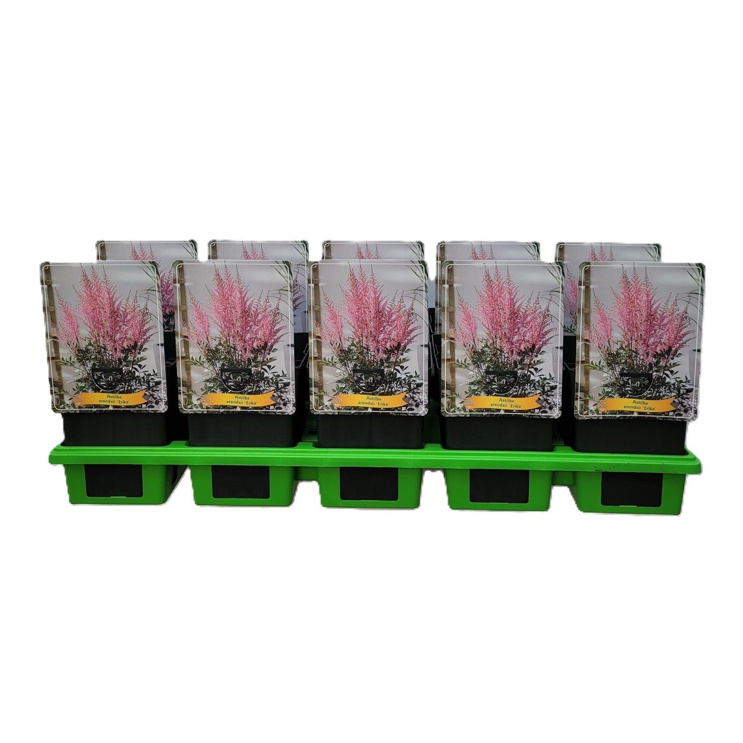 Astilbe arendsii 'Erika' P11, D 11