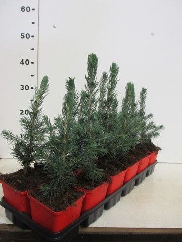 Picea pungens Super Blue 12-18, P9, D 9