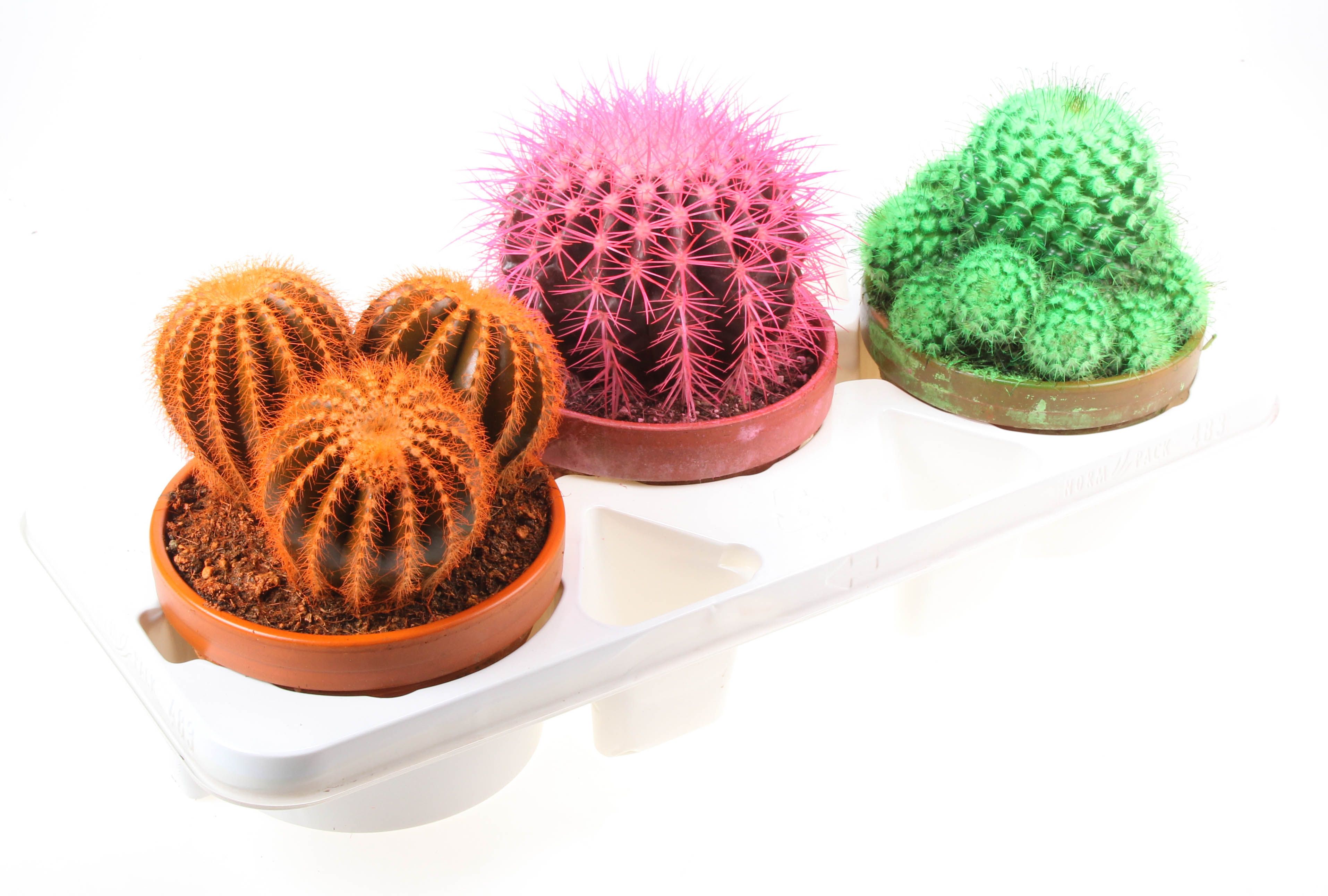 Rainbow cactus mix, D 17