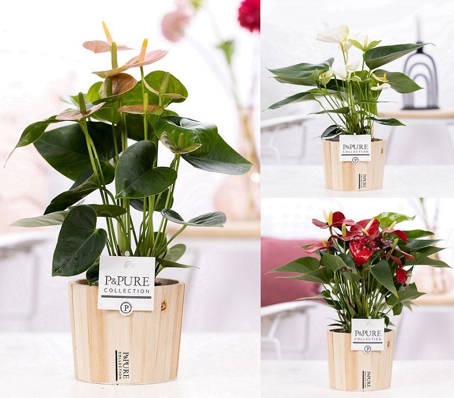 Anthurium mix in P&PURE Wood pot 5, D 12