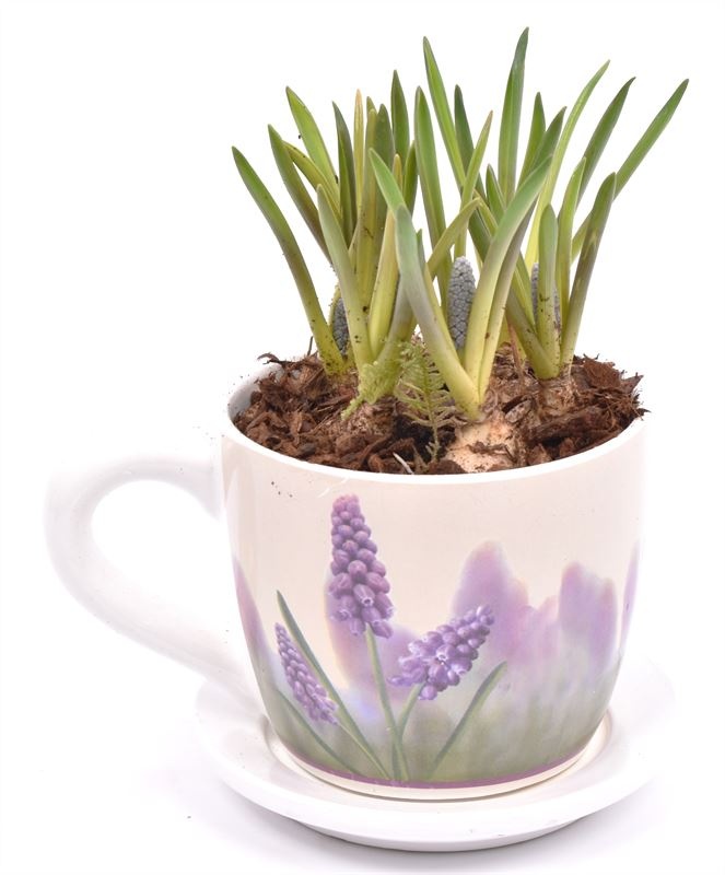 Keramiek K&S Muscari 10/16cm, D 12