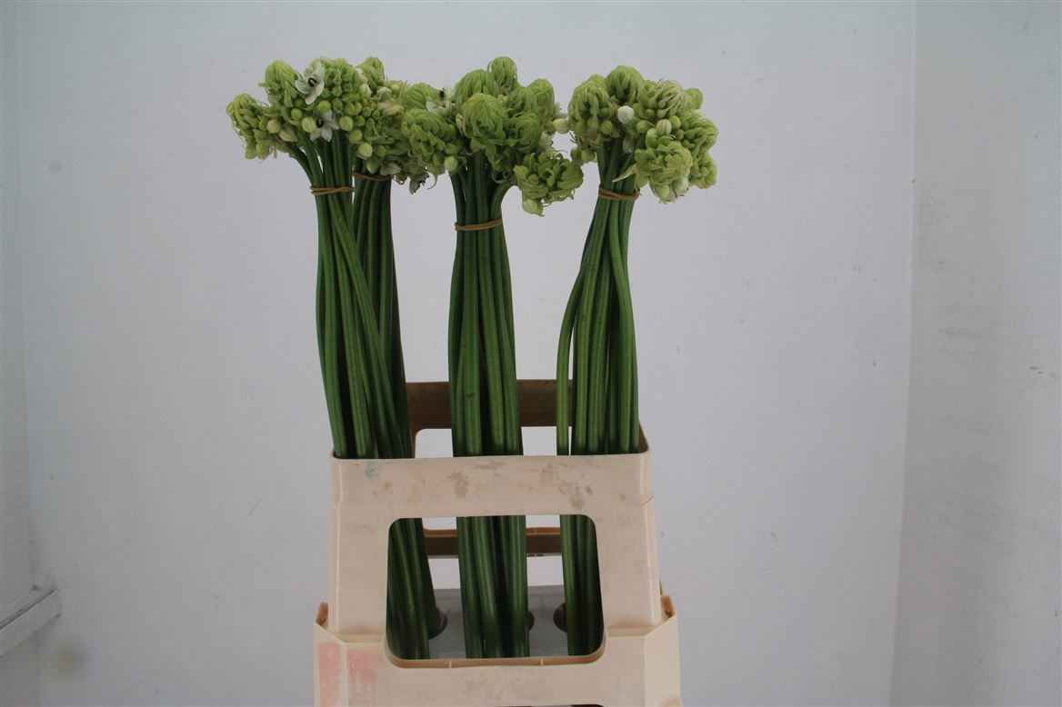 Орнитогалум Сандерс 70, шт.