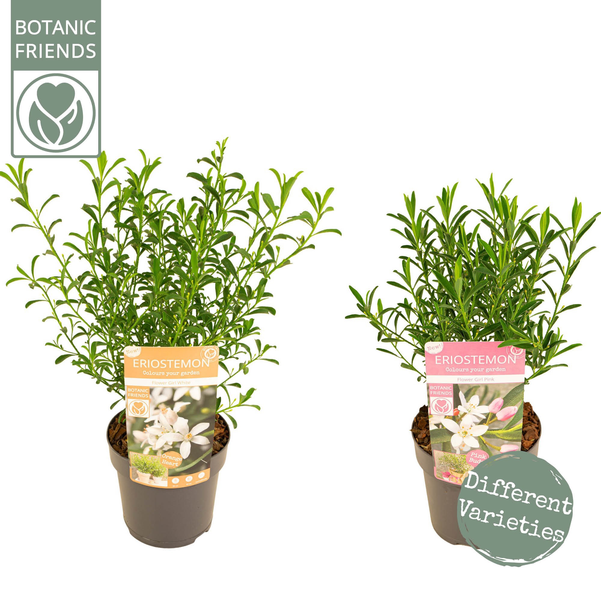 Eriostemon myoporoides 'Mix', D 15