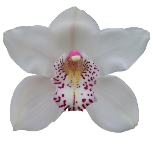 Цимбидиум Венеция 80 (бел.) x6, шт.